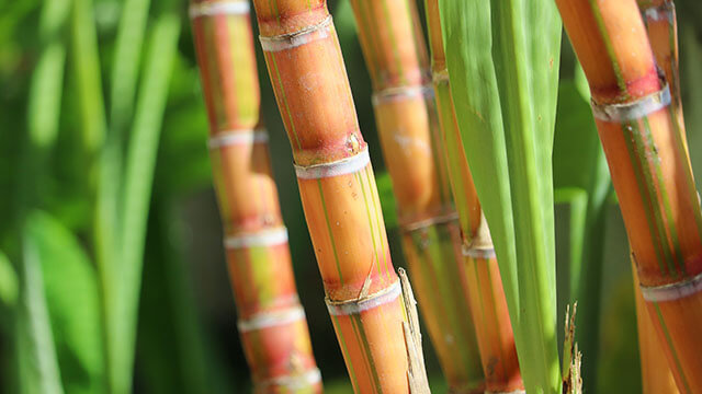 Jaggery is made from sugarcane trees.